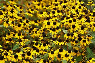 Brown-Eyed Susan `Macau` yellow flowers
