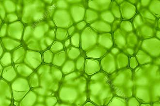 Cell green background