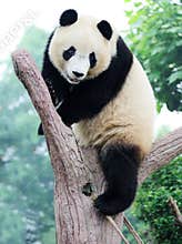 Panda on the tree