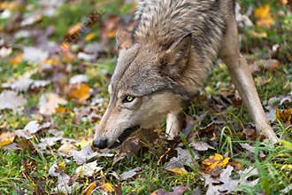 Grey Wolf Canis lupus Head Down Baring Canine Tooth Autumn