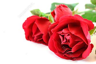 Red roses