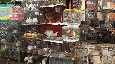 Bunny rabbit eating in the cage