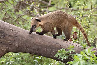 Coati