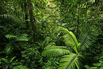 Dense Tropical Rain Forest