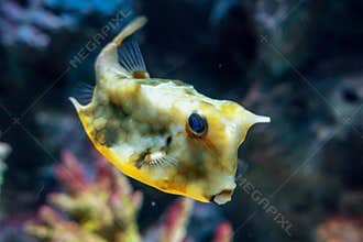Puffer fish that swim along the coral reef.