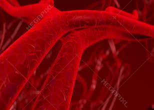 Blood arteries and veins