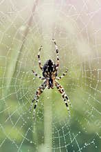 Spider on dewy web