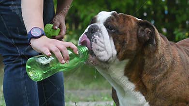 The English Bulldog drinks water