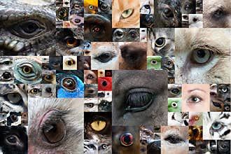 Human and animal eyes