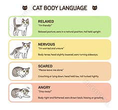 Cat body language infographic