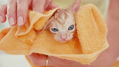 Woman hand gently rub wet kitten wrapped in towel