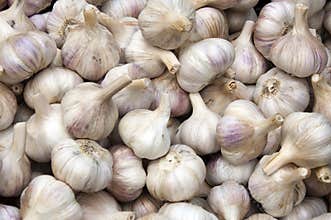 Garlic