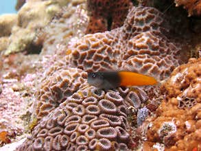 Bicolor Blenny