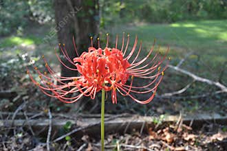 Lycoris blossom