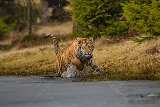 Siberian Tiger running. Beautiful, dynamic and powerful photo of this majestic animal. Set in environment typical for this amazing