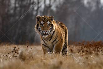 Siberian Tiger running. Beautiful, dynamic and powerful photo of this majestic animal. Set in environment typical for this amazing