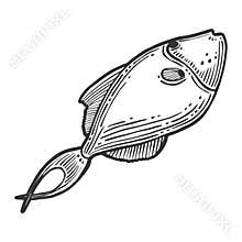 Fish. Vector concept in doodle and sketch style. Hand drawn illustration for printing on T-shirts, postcards