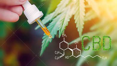 Concept of using CBD oil for Pets, cats, dogs, Cannabidiol Chemical formula, Beautiful background of green hemp with dropper CBD