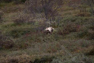 Denali Grizzlies in the fall