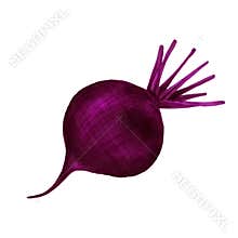Realistic watercolor illustration of beet isolated on white background. Organic food icon. Healthy and vegetarian food.