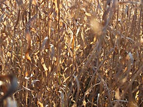 A nice brown grass with sun light on it.