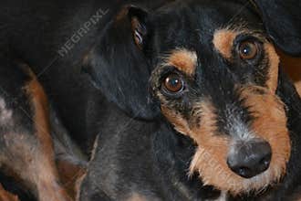 Dog black and brown coloring. Selective soft focus
