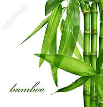 Bamboo