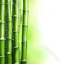 Bamboo