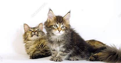 Brown tortie blotched tabby Maine coon domestic cat, female and kitten laying against white background, normandy in france, slow m