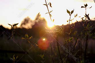 Plants in low evening light, romantic blurs