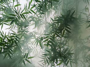 Tropical bamboo trees behind the frosted glass in the fog with backlighting. decoration of green plants premises, background. the