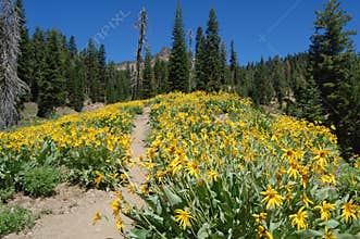Wildflowers in lassen volcanic national park