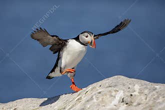 Atlantic Puffin on Machias Seal Island