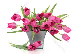 Pink Tulip Flowers