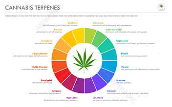 Cannabis Terpenes horizontal business infographic