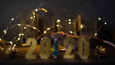 Symbol of coming 2020. Little domestic rat eating near the Christmas tree.