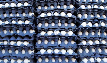 Eggs in Cartons