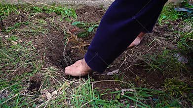 Senior adult man and his grandson planting tree to their garden