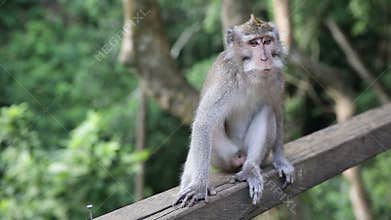 Monkey Family At Sacred Monkey Forest. Ubud, Bali, Indonesia