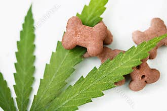 CBD food for Dogs Wellness, Natural supplements for animals and pets with medicine treats like bone. Legal weed products and