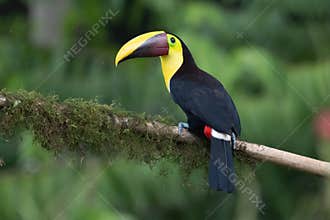 Keel-billed Toucan - Ramphastos sulfuratus,