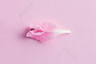 Pastel flower petal, symbol of vulva, clitoris, vagina, erotic minimal concept