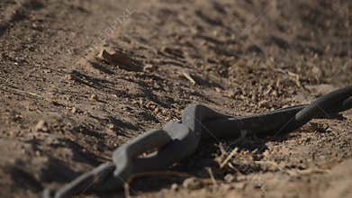 Mating black snake on the dirt road