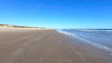 Ocean beach pelicans sea birds shore Texas POV 4K G09