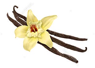 Vanilla Bean and Flower (clipping path)