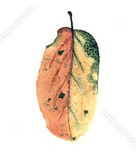 Watercolor realistic autumn leaf cut out on white background.