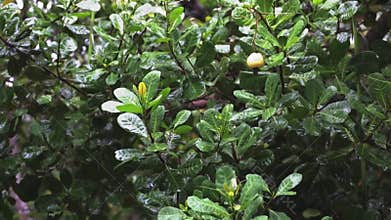Cashew tree leaves under the rain slow motion