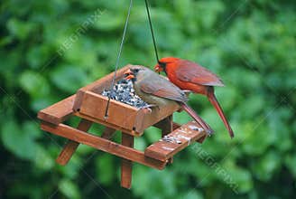 A pair of cardinals eating seeds on a wooden picnic table bird feeder