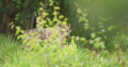 Wild male wolf running in the grass in the forest