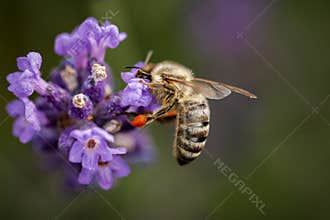 Bee collecting pollen-close up view